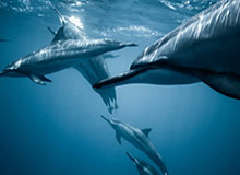 华体会app登录-先后对阵72胜公牛和73胜勇士 加内特历史唯一